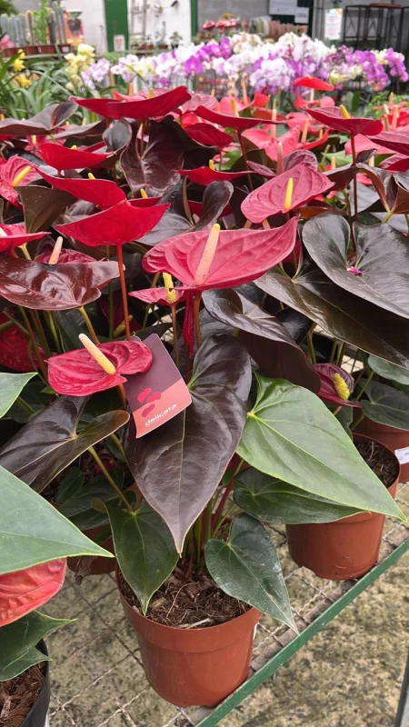 plantas para interior