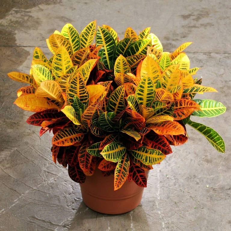 plantas para jardim