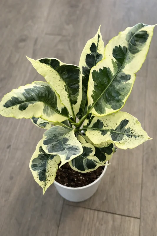plantas para jardim