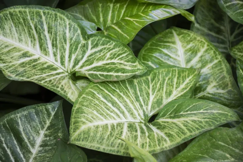 plantas para jardim de inverno