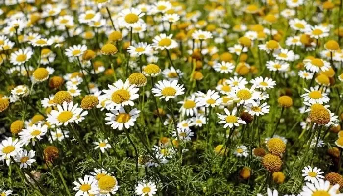 plantas para jardim em Anchieta Rj