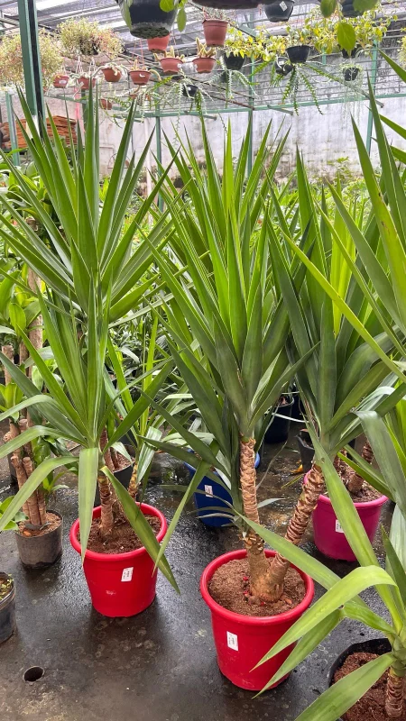 plantas para jardim no Rio de Janeiro