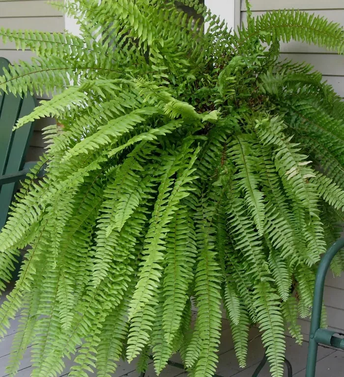 plantas para jardim vertical
