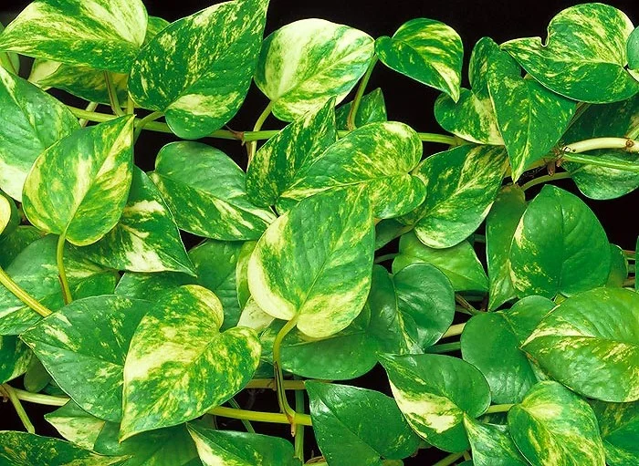 plantas para jardim vertical