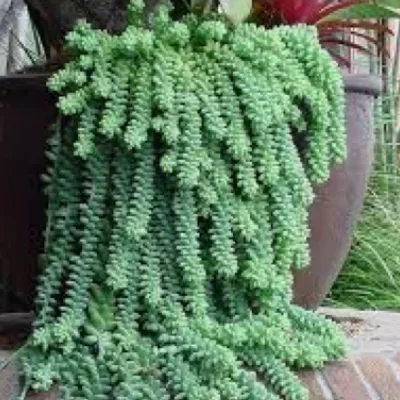 plantas para jardim vertical