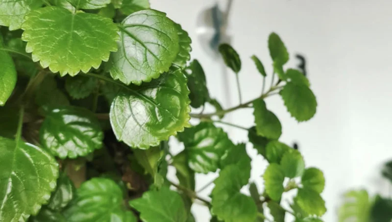 plantas para jardim vertical