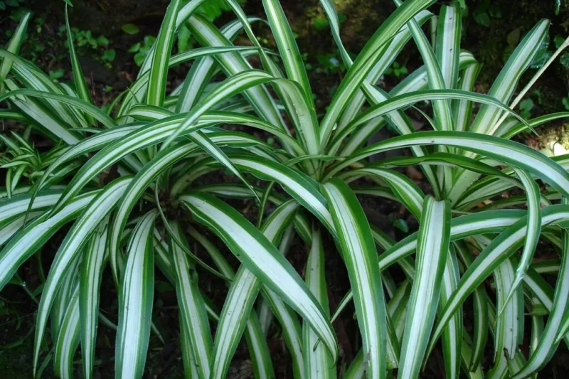 plantas para jardim vertical