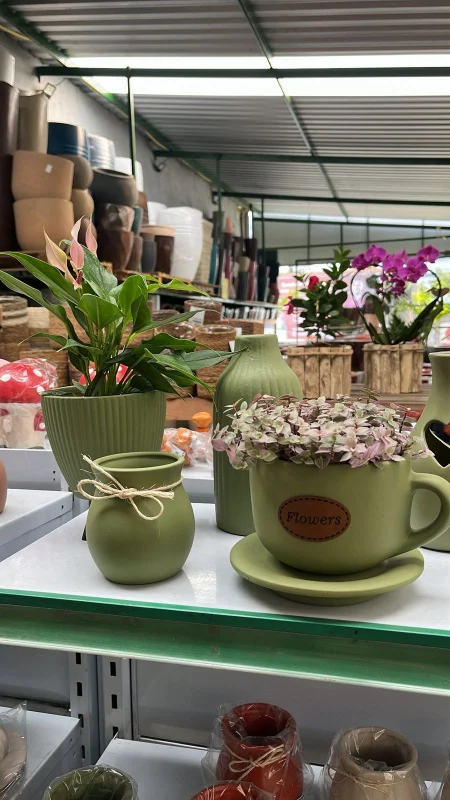 plantas para presente