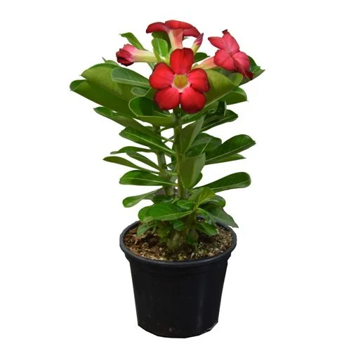 plantas para quintal