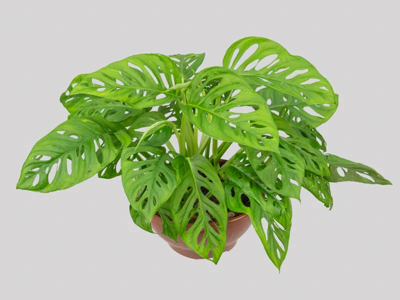 plantas para sala