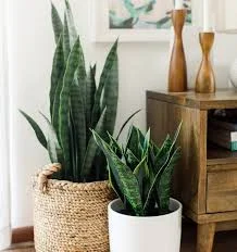 plantas para sala