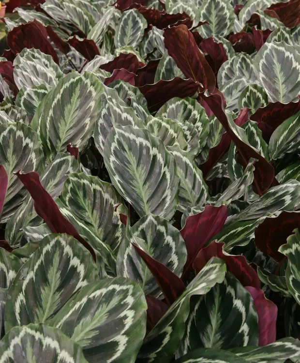 plantas para sombra de jardim