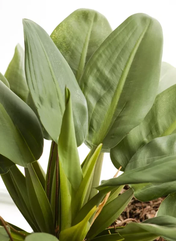 plantas para sombra de jardim