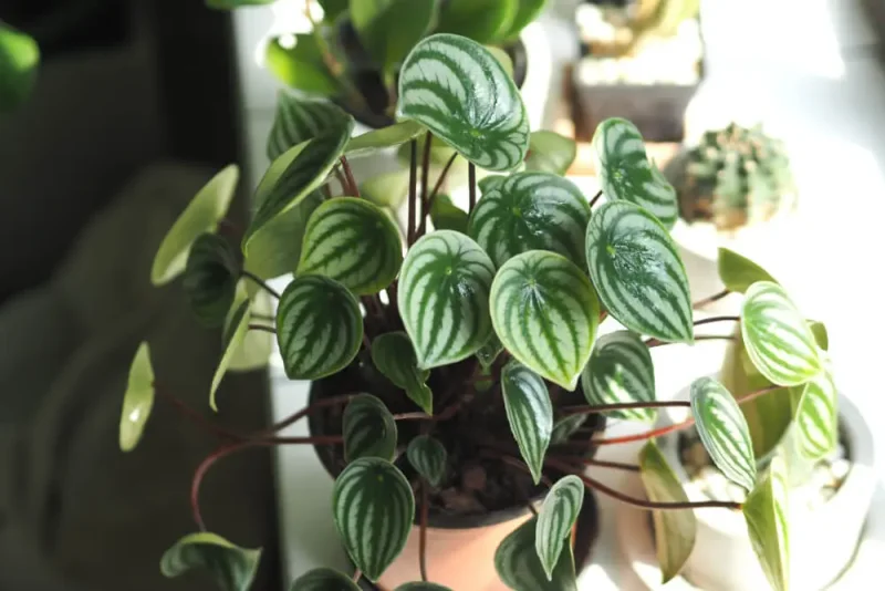 plantas pendentes