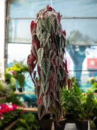 plantas pendentes
