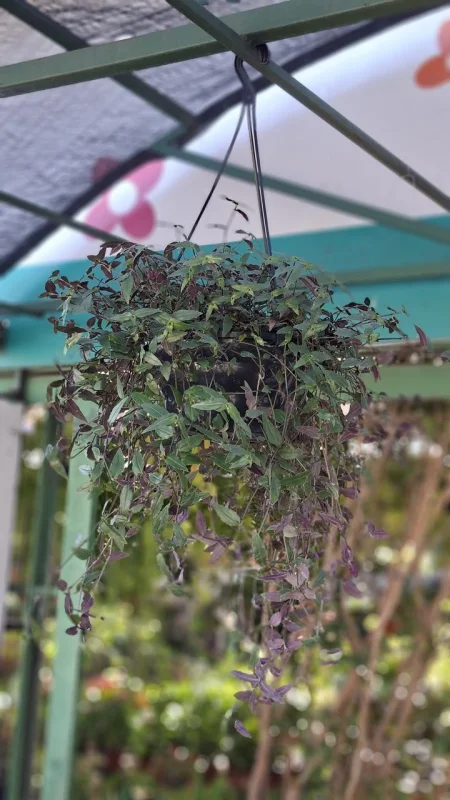 plantas pendentes