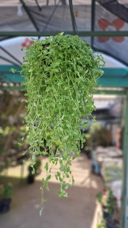 plantas pendentes