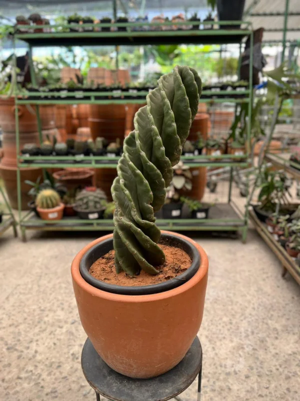 plantas resistentes ao calor