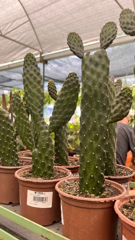 plantas resistentes ao calor