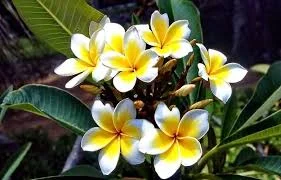 plantas resistentes ao sol