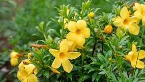 plantas trepadeiras