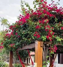 plantas trepadeiras