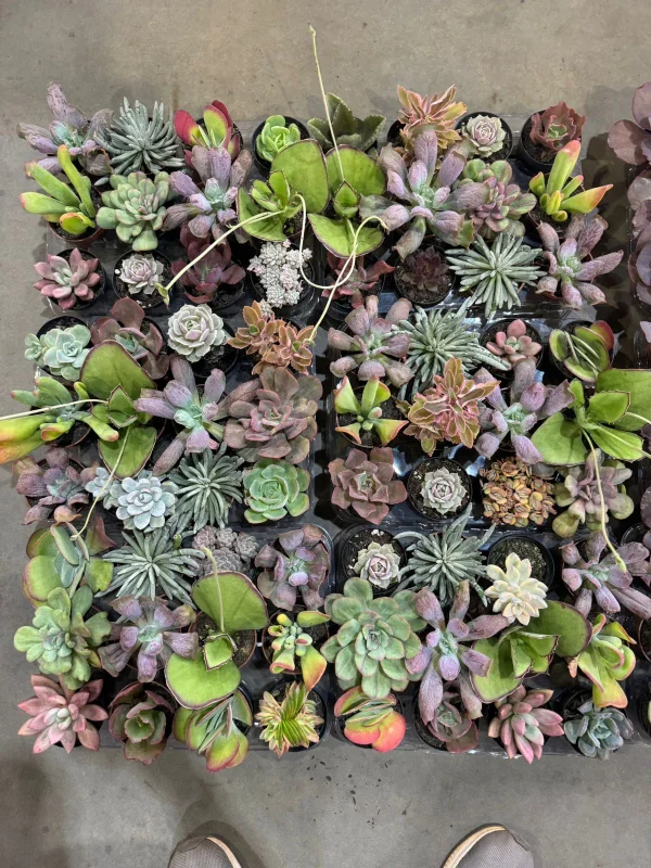 suculentas